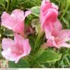 Weigela 'Kosteriana Variegata' -Garden Plants Shop WEIG T80345 A
