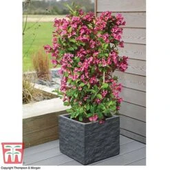Weigela 'Towers Of Flowers'&reg; Duo -Garden Plants Shop WEIG WKB5878 D