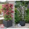 Weigela 'Towers Of Flowers'® Duo -Garden Plants Shop WEIG WKB5878 F
