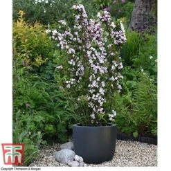 Weigela 'Towers Of Flowers'&reg; Duo -Garden Plants Shop WEIG WKB5878 Q