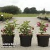 Weigela 'Big Love' -Garden Plants Shop WEIG BIGLOVE S46150