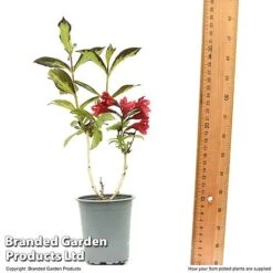 Weigela 'Camouflage' -Garden Plants Shop WEIG CAMOUF9CM T50087