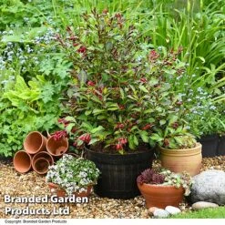 Weigela 'Camouflage' -Garden Plants Shop WEIG CAMOUFLAG T39702