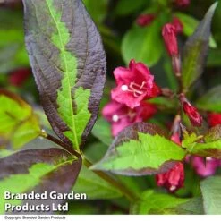 Weigela 'Camouflage' -Garden Plants Shop WEIG CAMOUFLAG T39705