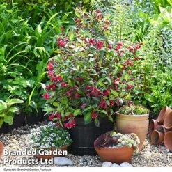 Weigela 'Camouflage' -Garden Plants Shop WEIG CAMOUFLAG T39770