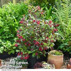 Weigela 'Camouflage' -Garden Plants Shop WEIG CAMOUFLAG T39771