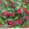 Weigela 'Camouflage' -Garden Plants Shop WEIG CAMOUFLAG T39900