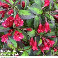 Weigela 'Camouflage' -Garden Plants Shop WEIG CAMOUFLAG T39904