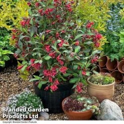 Weigela 'Camouflage' -Garden Plants Shop WEIG CAMOUFLAG T39907