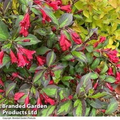 Weigela 'Camouflage' -Garden Plants Shop WEIG CAMOUFLAG T39908