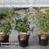 Weigela 'Cherry Love' -Garden Plants Shop WEIG CHERRYLOV S46152