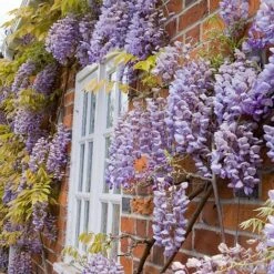 Wisteria Sinensis -Garden Plants Shop WIST T57979 A h