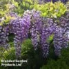 Wisteria Sinensis 1 Wisteria Sinensis -Garden Plants Shop WIST T57979 B1