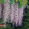 Wisteria Floribunda 'Rosea' -Garden Plants Shop WIST T67305 A h