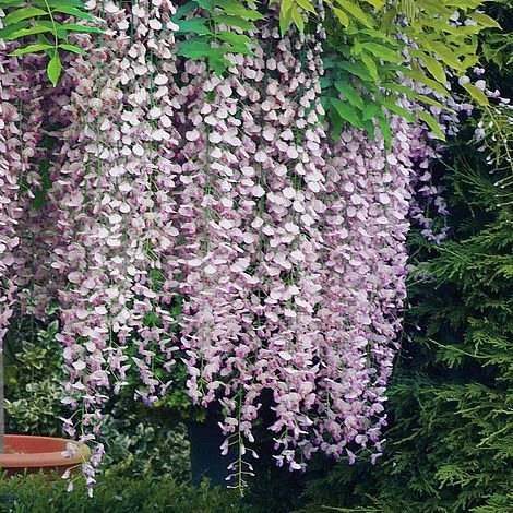 Wisteria Floribunda 'Rosea' 3 Wisteria Floribunda 'Rosea'