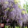 Wisteria Floribunda 'Domino' -Garden Plants Shop WIST T74404 B