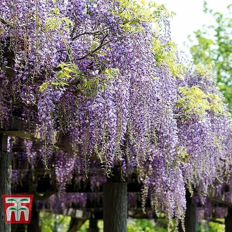 Wisteria Floribunda 'Domino' 3 Wisteria Floribunda 'Domino'