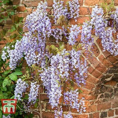 Wisteria Floribunda 'Domino' 4 Wisteria Floribunda 'Domino' - Image 2