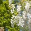 Wisteria Sinensis F. Alba 2 Wisteria Sinensis F. Alba -Garden Plants Shop WIST T82391 A