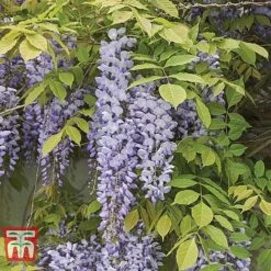 Wisteria Sinensis 'Prolific' -Garden Plants Shop WIST t57979 B