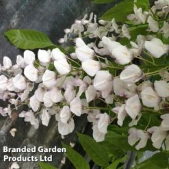 Wisteria Sinensis 'Rosea' -Garden Plants Shop WIST ROSEA S13548
