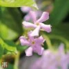 Trachelospermum Asiaticum 'Pink Showers' -Garden Plants Shop WKB5287 PINK 1