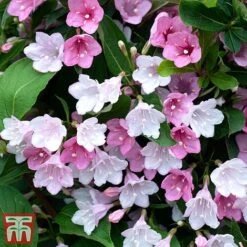 Weigela 'Towers Of Flowers'&reg; Duo -Garden Plants Shop Weig app