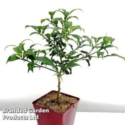 Yuzu Citrus Plant -Garden Plants Shop YUZU KC5366 B1