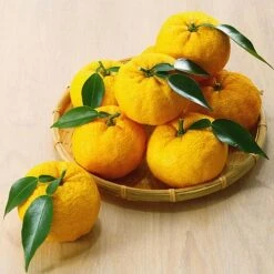 Yuzu Citrus Plant -Garden Plants Shop YUZU KC5366 NOW1
