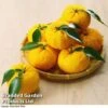 Yuzu Citrus Plant 2 Yuzu Citrus Plant -Garden Plants Shop YUZU KC53661