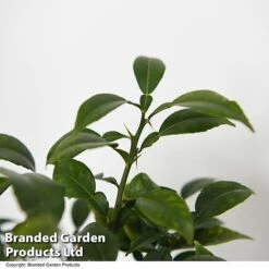 Yuzu Citrus Plant -Garden Plants Shop YUZU CITRUSPLA T48744