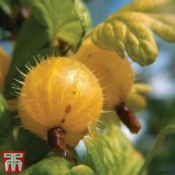 Gooseberry Collection -Garden Plants Shop Yellow4