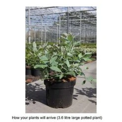 Zenobia Pulverulenta 'Blue Sky' -Garden Plants Shop ZENO T68227 B h