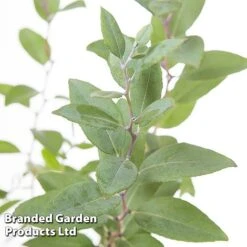 Zenobia Pulverulenta 'Blue Sky' -Garden Plants Shop ZENO BLUESKY L22740