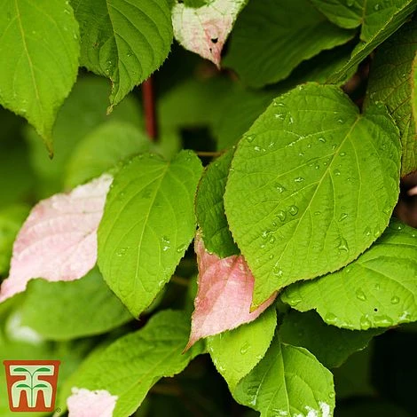 Actinidia 'Kolomikta' 4 Actinidia 'Kolomikta' - Image 2