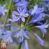 Agapanthus 'Charlotte' 1 Agapanthus 'Charlotte' -Garden Plants Shop agap3