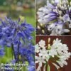 Agapanthus Everpanthus Collection 2 Agapanthus Everpanthus Collection -Garden Plants Shop agap trio
