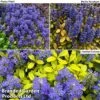 Ajuga Feathered Friends Trio 1 Ajuga Feathered Friends Trio -Garden Plants Shop ajuga2