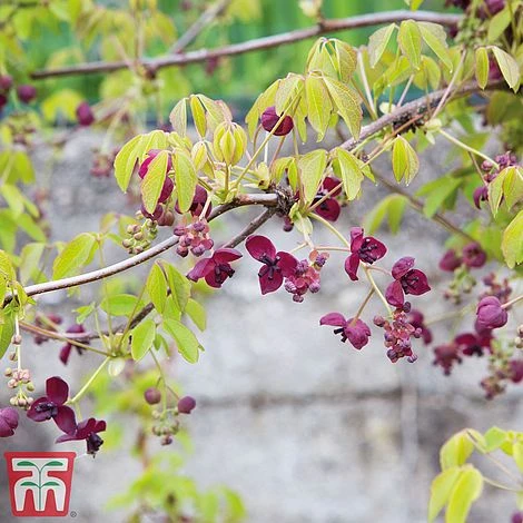 Akebia Quinata 5 Akebia Quinata - Image 3