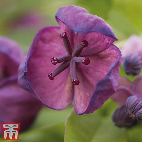 Akebia Quinata 4 Akebia Quinata - Image 2