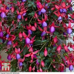 Fuchsia 'Angela' (Hardy) (Standard) -Garden Plants Shop angela2