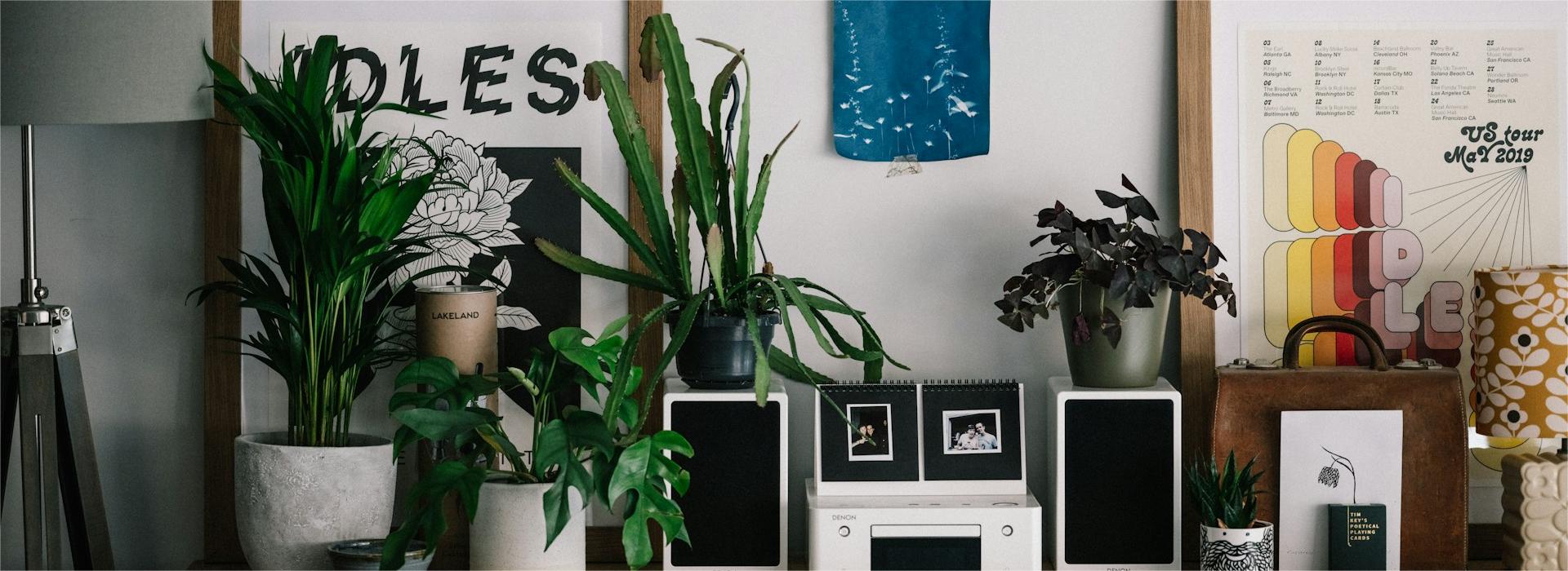 Garden Plants Shop -Garden Plants Shop annie spratt zIQ6zXQM0q4 unsplash