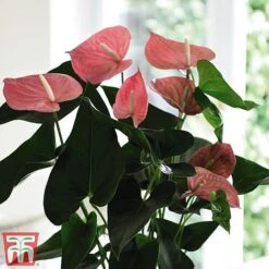 Anthurium Aqua Salmon In Sierglass -Garden Plants Shop anth2