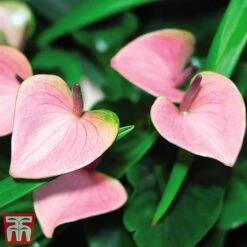 Anthurium Aqua Salmon In Sierglass -Garden Plants Shop anth3