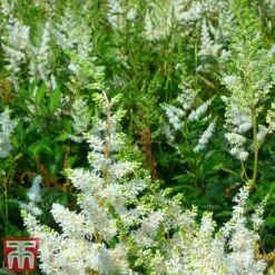 Astilbe X Arendsii 'Weisse Gloria' -Garden Plants Shop asti