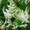 Astilbe X Arendsii 'Weisse Gloria' 2 Astilbe X Arendsii 'Weisse Gloria' -Garden Plants Shop asti2