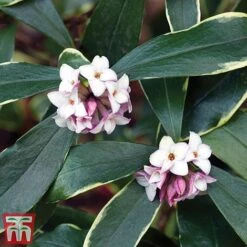 Daphne Odora 'Aureomarginata' 7 Daphne Odora 'Aureomarginata' -Garden Plants Shop aure2