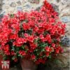Rhododendron 'Rustica Hybrid Red' (Azalea Group) -Garden Plants Shop aza red