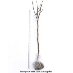 Magnolia X Brooklynensis 'Yellow Bird' -Garden Plants Shop bare root 2