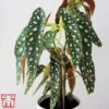 Begonia Maculata 1 Begonia Maculata -Garden Plants Shop bego mac3